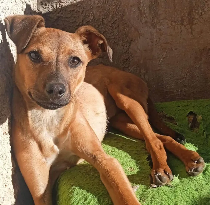 Cachorro ra a SRD-ViraLata idade 2 a 6 meses nome Lili