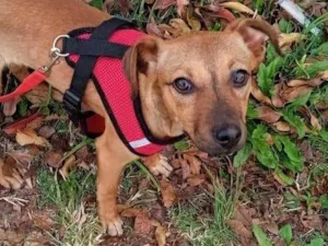 Cachorro raça SRD-ViraLata idade 2 a 6 meses nome Lili