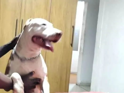 Cachorro ra a Pit-Bull idade 2 anos nome Sagat 