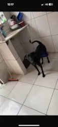 Harley 