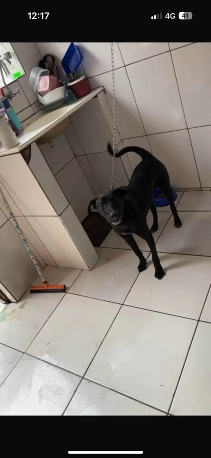 Cachorro ra a SRD-ViraLata idade 2 a 6 meses nome Harley 