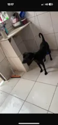 Harley 