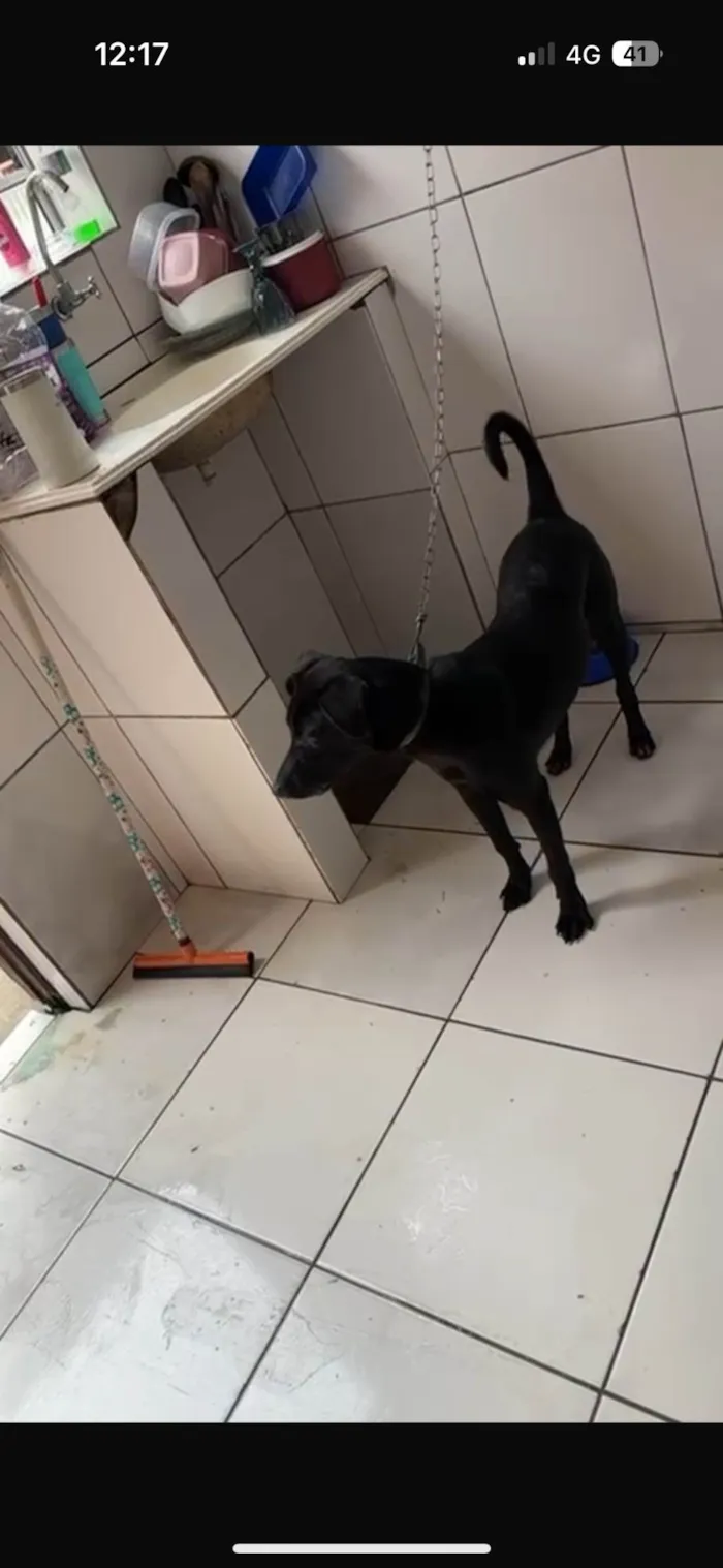 Cachorro ra a SRD-ViraLata idade 2 a 6 meses nome Harley 