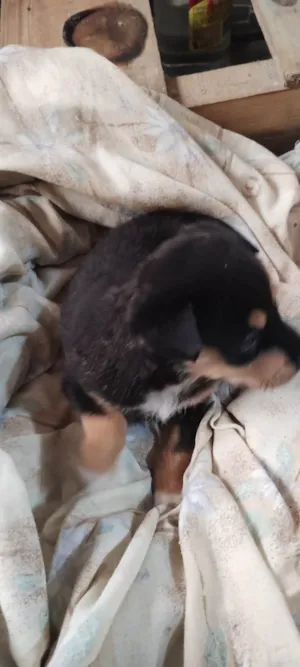 Cachorro raça SRD-ViraLata idade 7 a 11 meses nome Lucy 