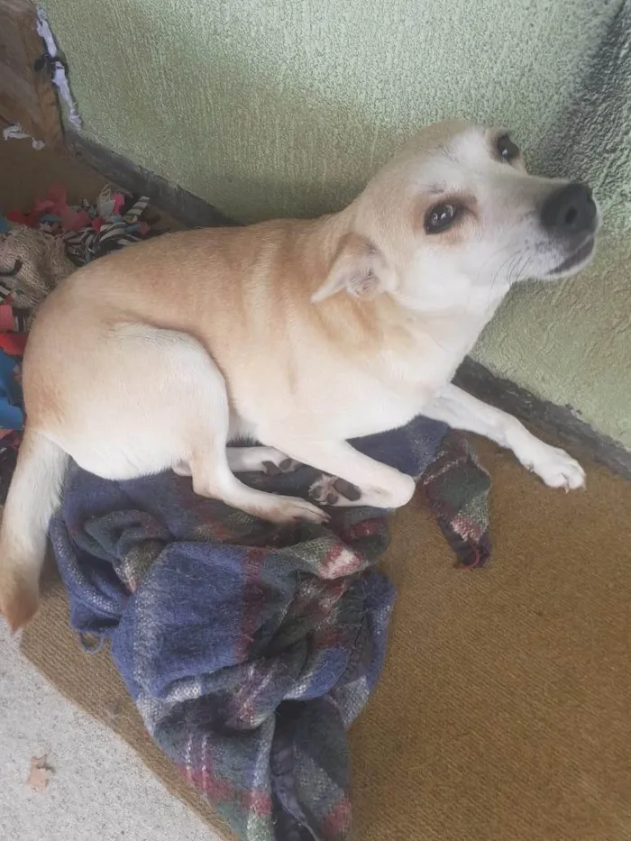 Cachorro ra a SRD-ViraLata idade 4 anos nome melani