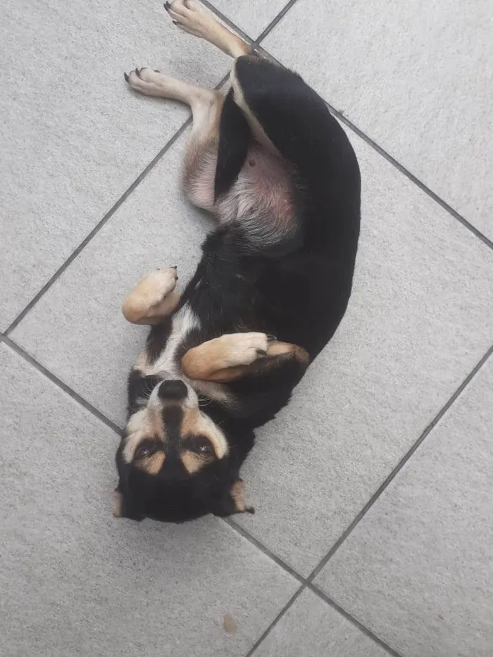 Cachorro ra a SRD-ViraLata idade 5 anos nome Sofia