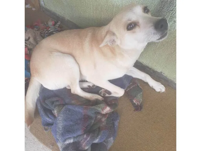 Cachorro ra a SRD-ViraLata idade 4 anos nome melani