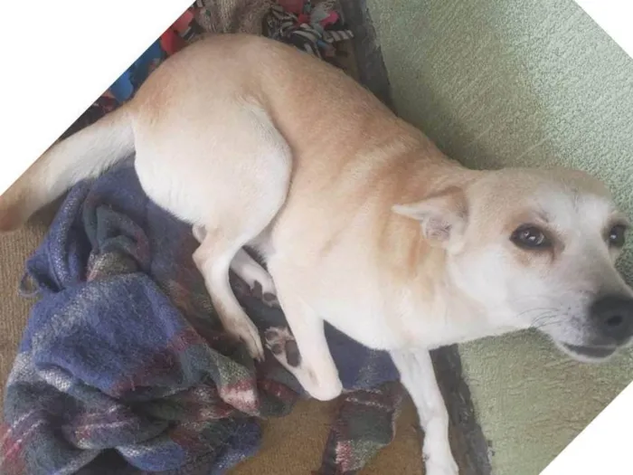 Cachorro ra a SRD-ViraLata idade 4 anos nome melani