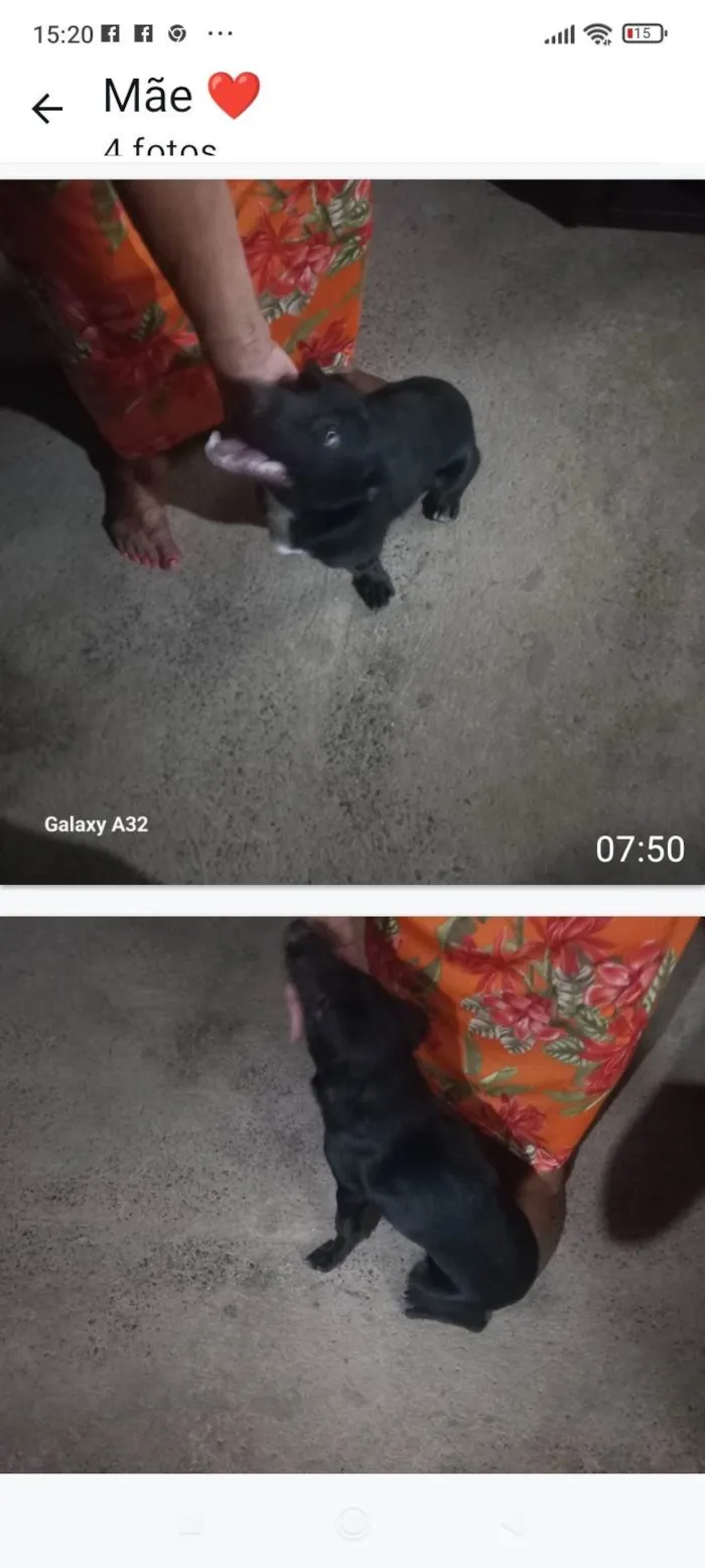 Cachorro ra a SRD-ViraLata idade 1 ano nome Renk