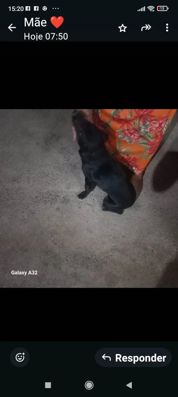 Cachorro ra a SRD-ViraLata idade 1 ano nome Renk