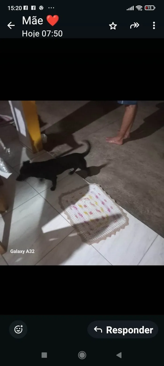Cachorro ra a SRD-ViraLata idade 1 ano nome Renk