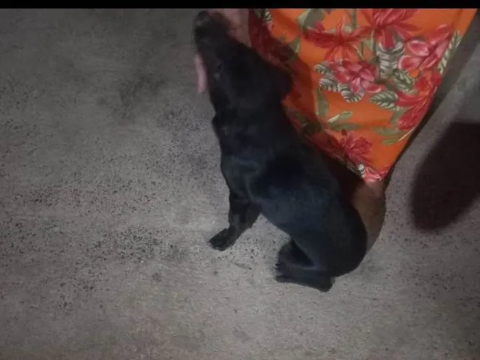 Cachorro ra a SRD-ViraLata idade 1 ano nome Renk