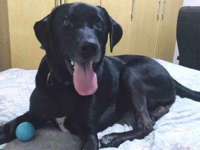Cachorro raça Labrador idade 4 anos nome Malu