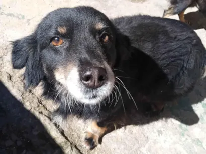 Cachorro raça SRD-ViraLata idade 5 anos nome Bolinhaaa