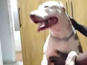 Cachorro raça Pit-Bull idade 2 anos nome Sagat 