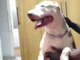 Sagat