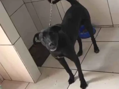 Cachorro raça SRD-ViraLata idade 2 a 6 meses nome Harley 