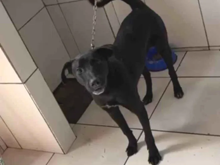 Cachorro ra a SRD-ViraLata idade 2 a 6 meses nome Harley 