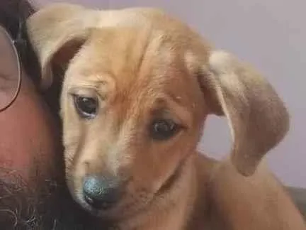 Cachorro ra a SRD-ViraLata idade 1 ano nome Maya