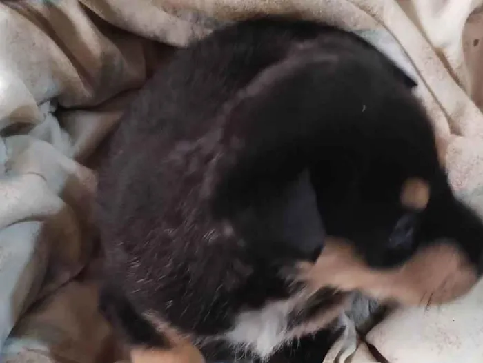Cachorro ra a SRD-ViraLata idade 7 a 11 meses nome Lucy 