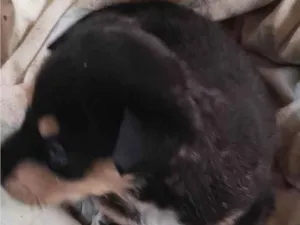 Cachorro raça SRD-ViraLata idade 7 a 11 meses nome Lucy 