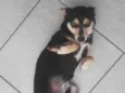 Sofia