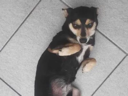 Cachorro raça SRD-ViraLata idade 5 anos nome Sofia
