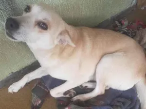 Cachorro raça SRD-ViraLata idade 4 anos nome melani