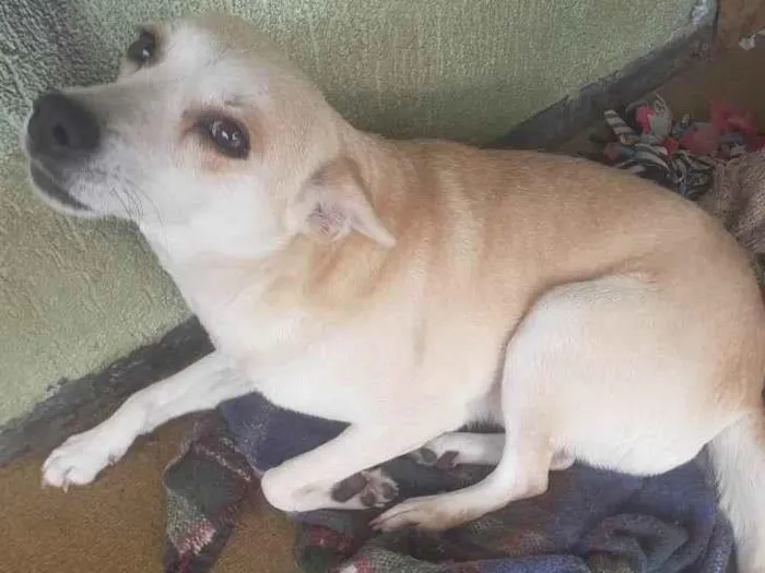 Cachorro ra a SRD-ViraLata idade 4 anos nome melani