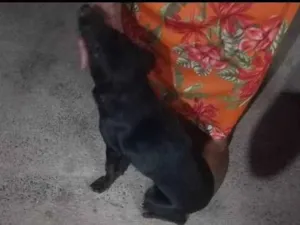 Cachorro raça SRD-ViraLata idade 1 ano nome Renk