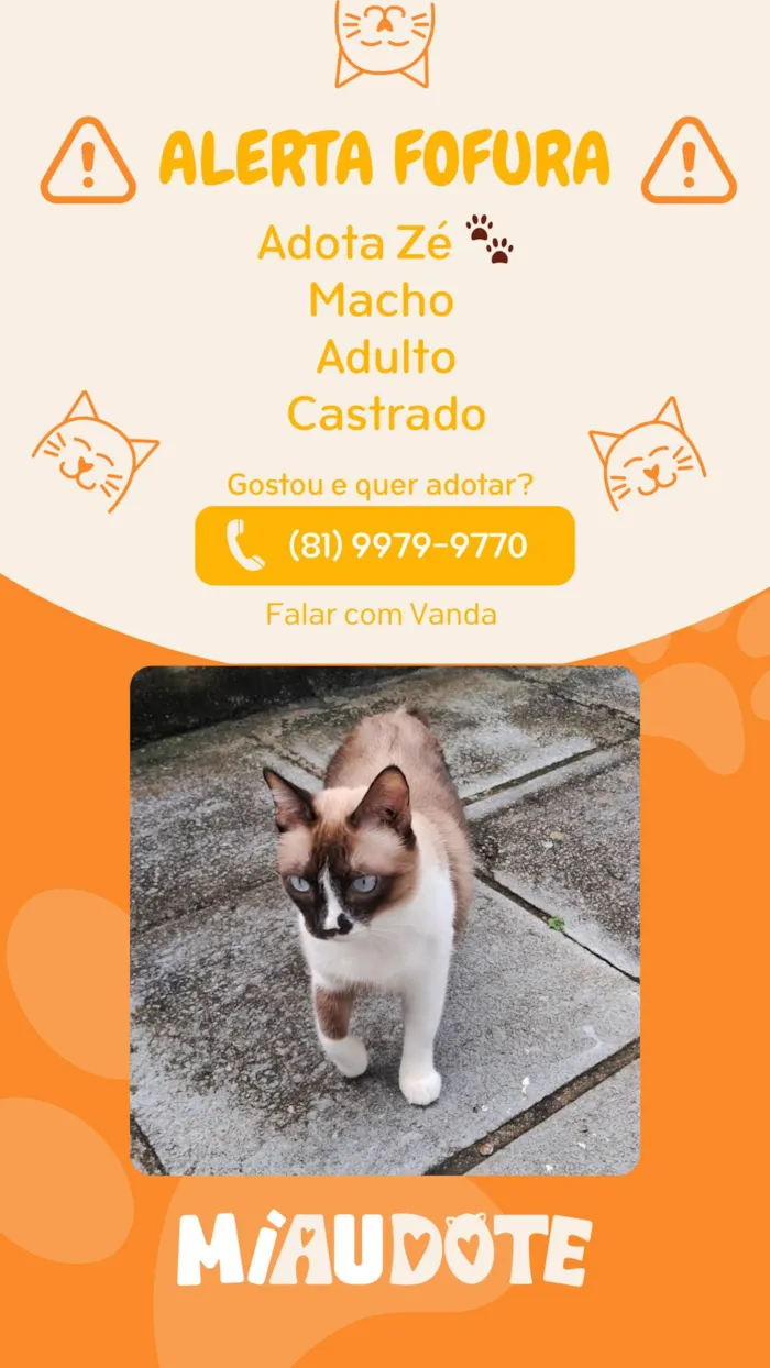 Gato ra a SRD-ViraLata idade 1 ano nome Zé 