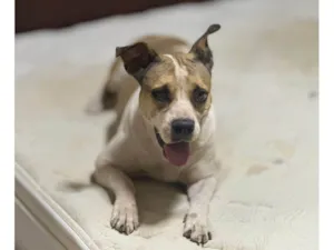 Cachorro raça SRD-ViraLata idade 4 anos nome Frida