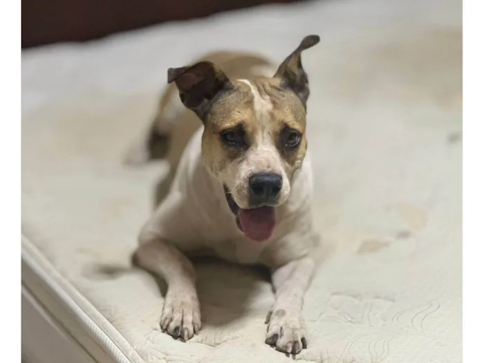 Cachorro ra a SRD-ViraLata idade 4 anos nome Frida