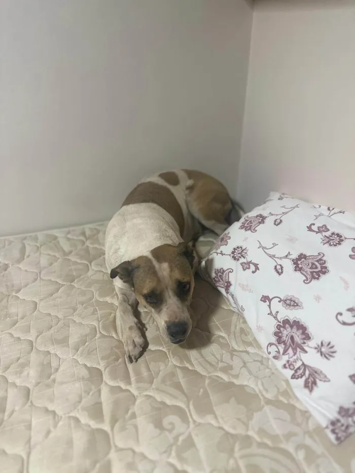 Cachorro ra a SRD-ViraLata idade 4 anos nome Frida