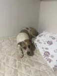 Frida