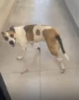 Frida