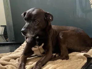 Cachorro raça SRD-ViraLata idade 6 ou mais anos nome Meg