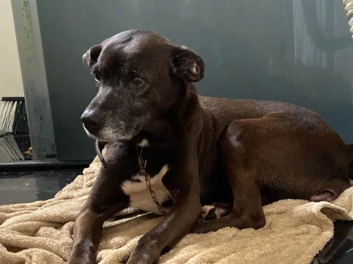 Cachorro ra a SRD-ViraLata idade 6 ou mais anos nome Meg