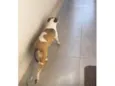 Frida