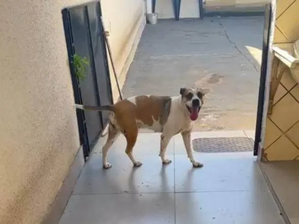 Cachorro ra a SRD-ViraLata idade 4 anos nome Frida