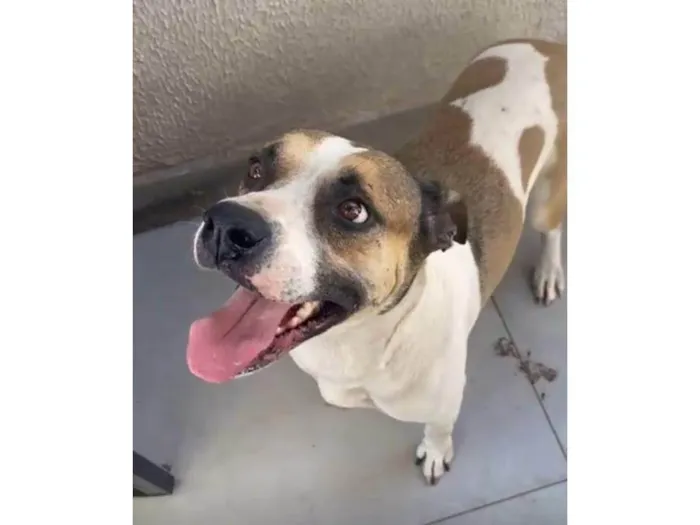 Cachorro ra a SRD-ViraLata idade 4 anos nome Frida