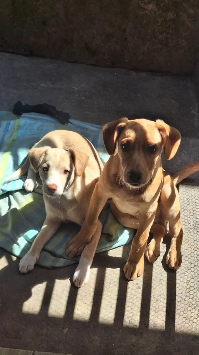 Cachorro ra a SRD-ViraLata idade 2 a 6 meses nome Mel e Max