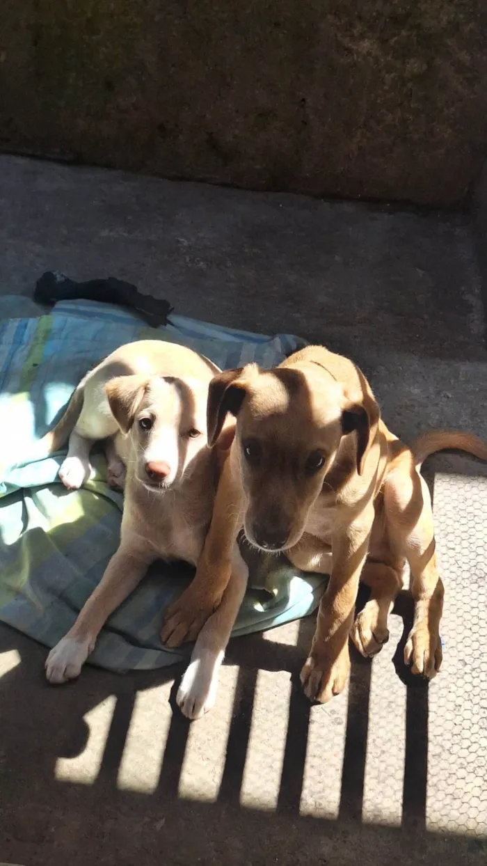 Cachorro ra a SRD-ViraLata idade 2 a 6 meses nome Mel e Max
