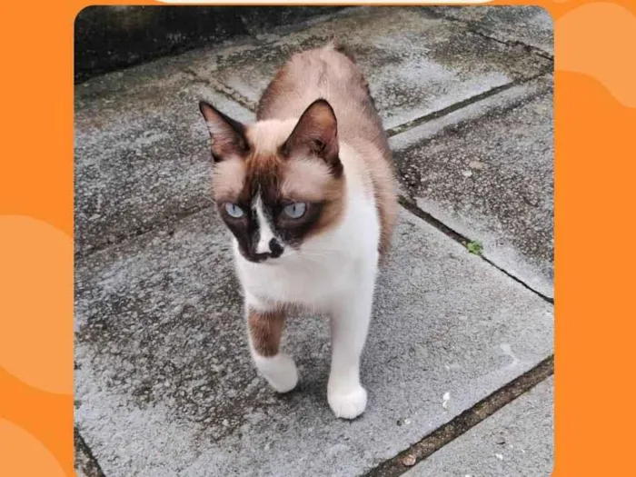 Gato ra a SRD-ViraLata idade 1 ano nome Zé 