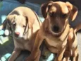 Mel e Max