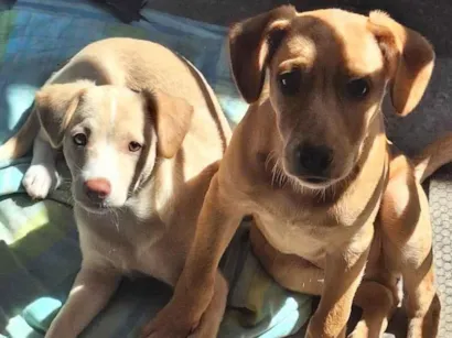 Cachorro raça SRD-ViraLata idade 2 a 6 meses nome Mel e Max