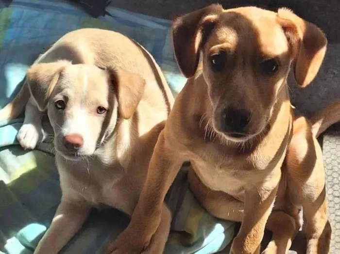 Cachorro ra a SRD-ViraLata idade 2 a 6 meses nome Mel e Max