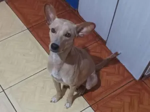 Cachorro raça SRD-ViraLata idade 7 a 11 meses nome Felipe Reis Ribeiro 