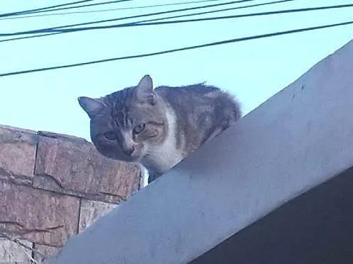 Gato ra a SRD-ViraLata idade 7 a 11 meses nome Merlim