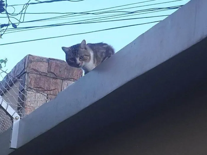 Gato ra a SRD-ViraLata idade 7 a 11 meses nome Merlim